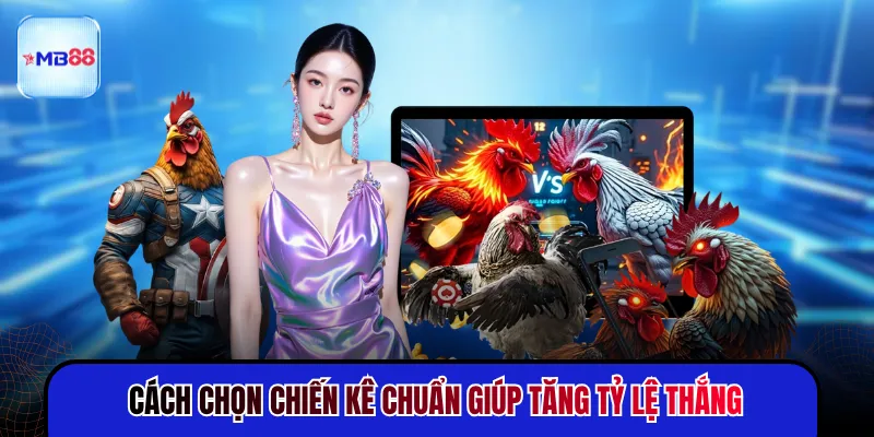 Cách chọn chiến kê chuẩn giúp tăng tỷ lệ thắng