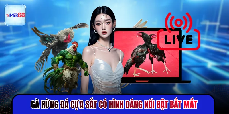 Gà rừng đá cựa sắt có hình dáng nổi bật bắt mắt