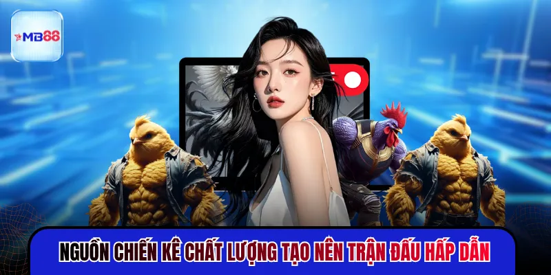 Nguồn chiến kê chất lượng tạo nên trận đấu hấp dẫn