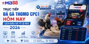 Trực tiếp đá gà Thomo CPC1 hôm nay: Lịch đấu và tỷ lệ kèo 2026